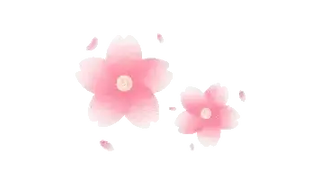 Cherry Blossom Flower Sakura