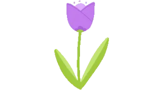Cute Tulip Flower